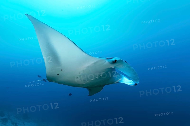 Reef manta ray