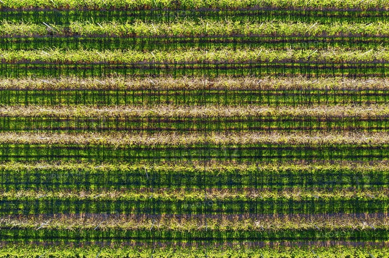 Apple plantation from above