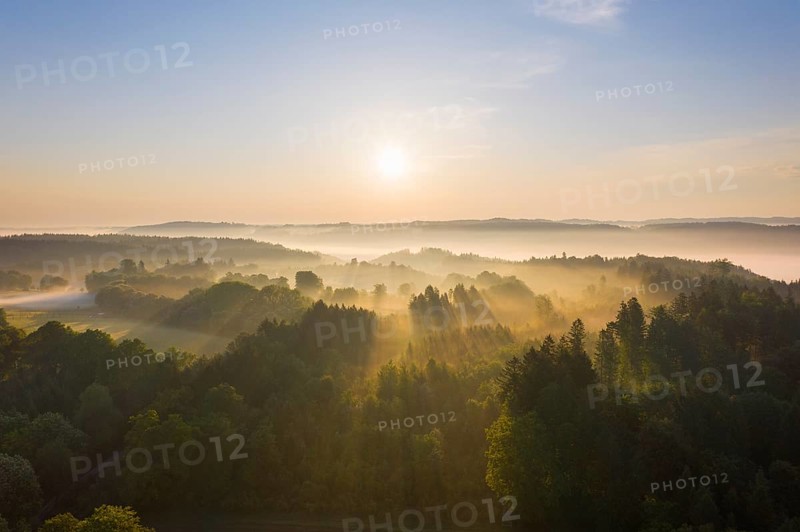 Forest landscape with fog in the morning light