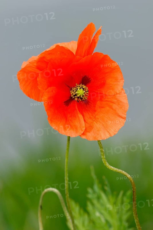 Seed poppy