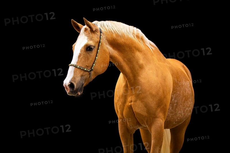 Quarter Horse mare Palomino in portrait with halter in front of black background