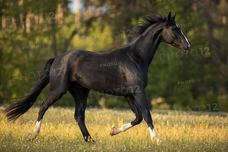 Warmblood black gelding at the trot on pasture