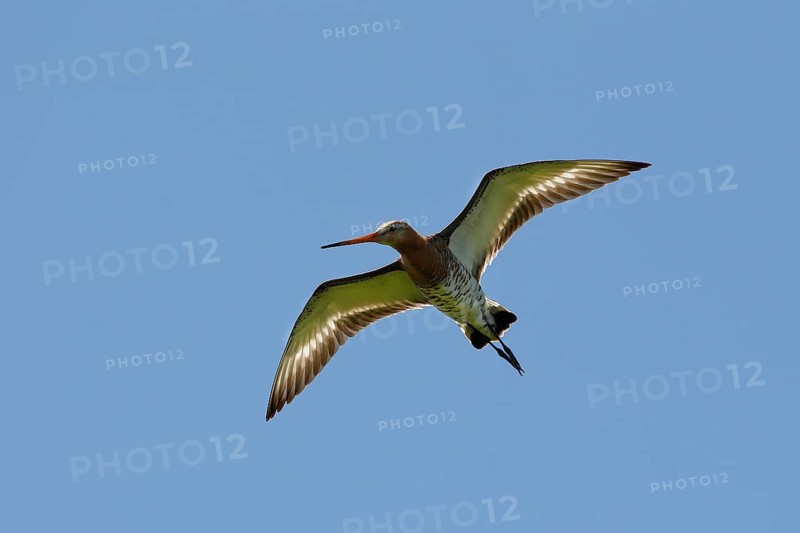 Black-tailed godwit