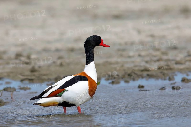 Common shelduck