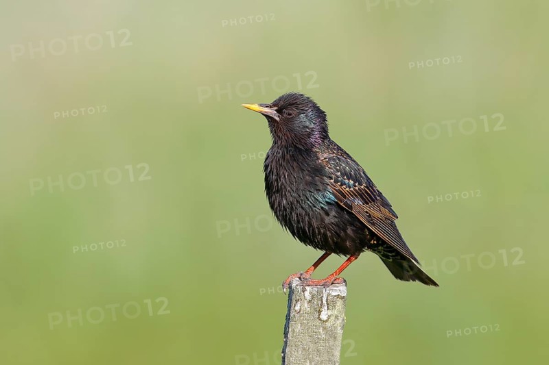 Starling