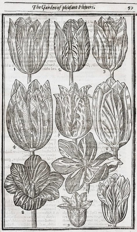 Tulips