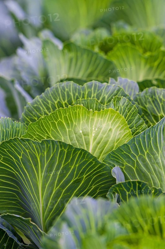 White cabbage