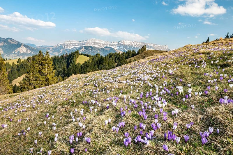 Meadow with flowering purple Crocus
