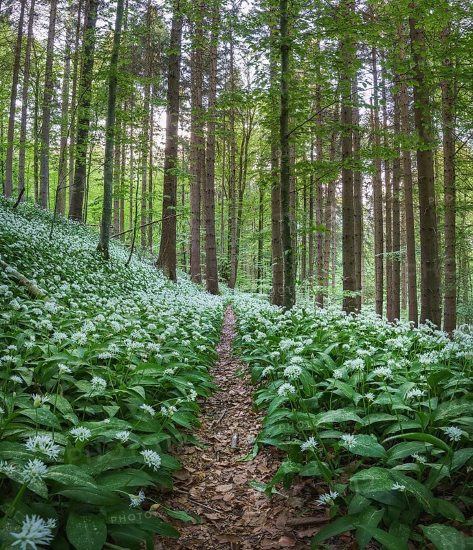 Flowering Ramsons