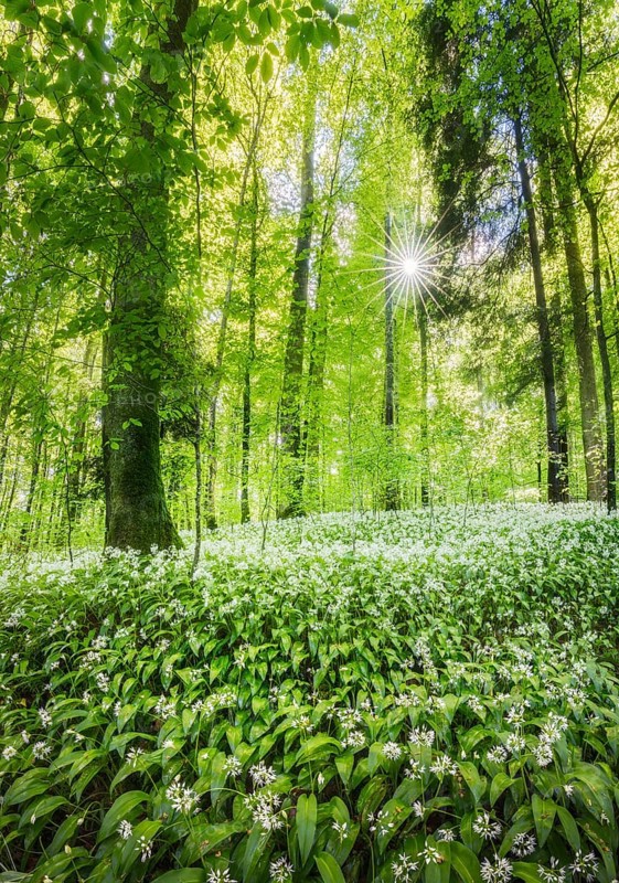 Flowering Ramsons