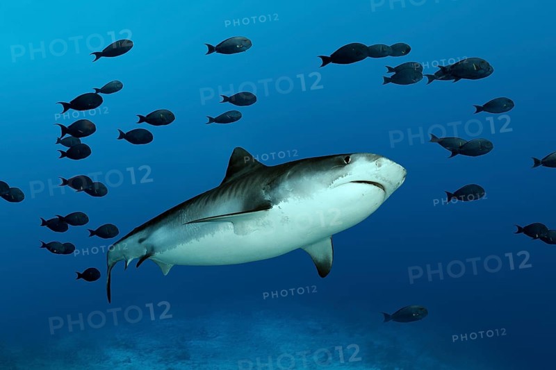 Tiger Shark