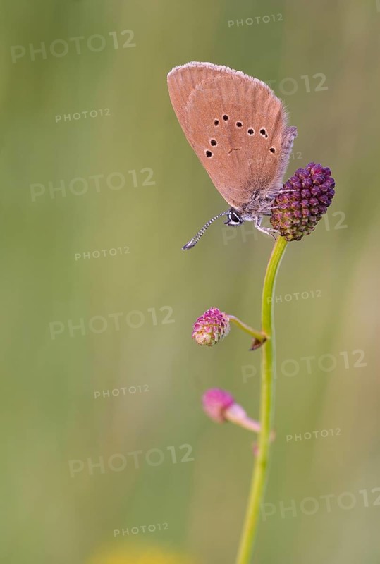 Dusky large blue