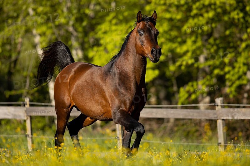 Brown thoroughbred Arabian stallion on the pasture in spring