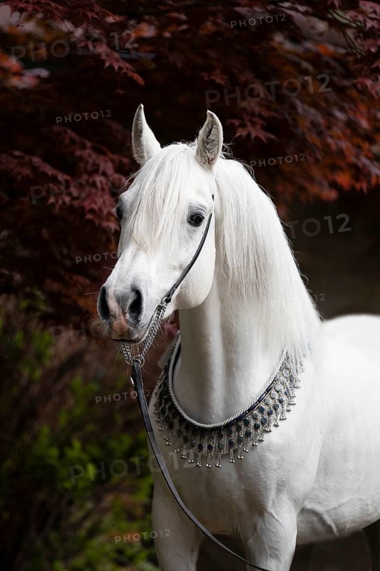 Thoroughbred Arabian grey stallion with halter