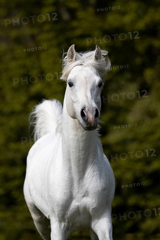 Thoroughbred Arabian grey stallion portrait