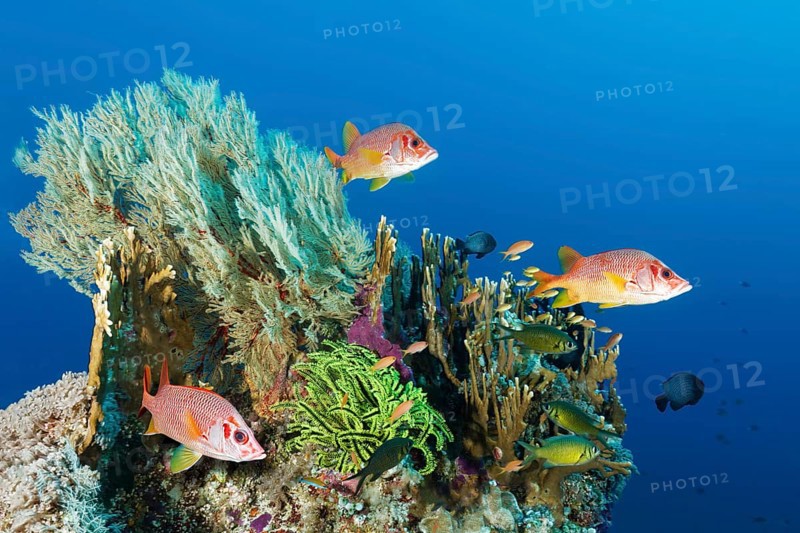 Coral block with different stony corals