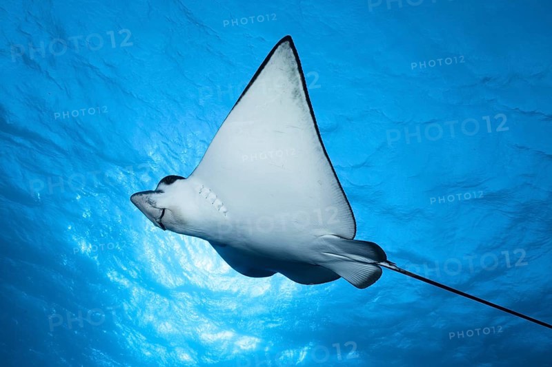 Spotted eagle ray