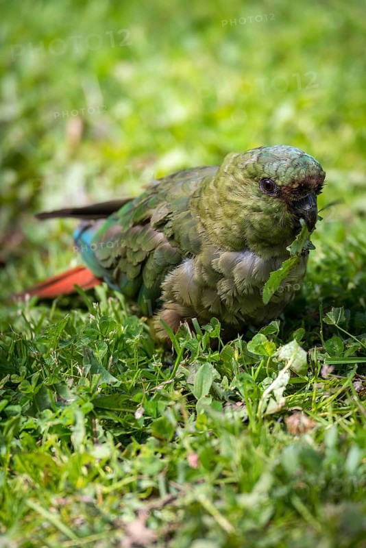 Austral parakeet