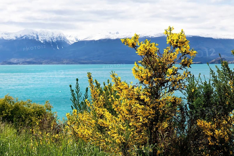 Yellow broom bushes in front of General Carrera Lake