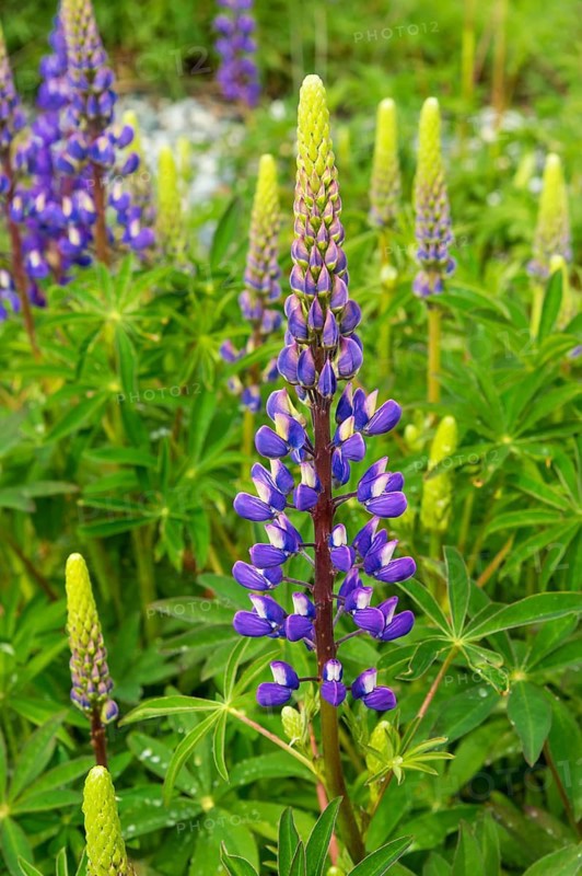 Violet flowering Lupins