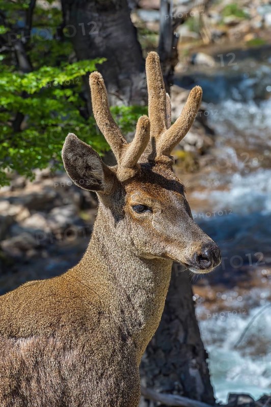 Male South Andean Deer