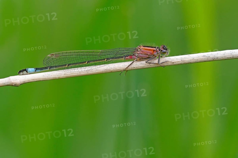 Blue-tailed damselfly