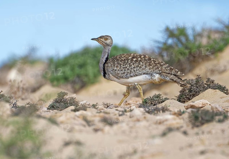Houbara bustardmales