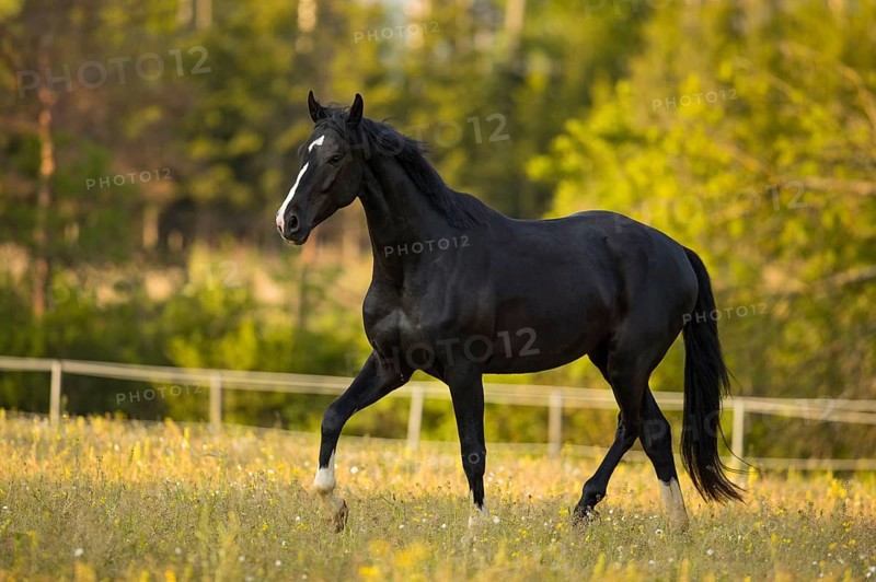 Warmblood black gelding at the trot on pasture