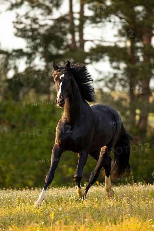 Warmblood black gelding at the trot on pasture
