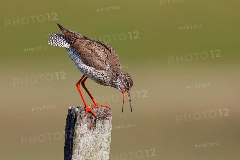 Common redshank
