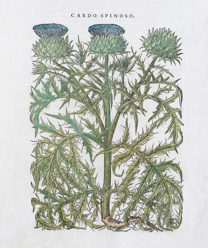 Spear Thistle