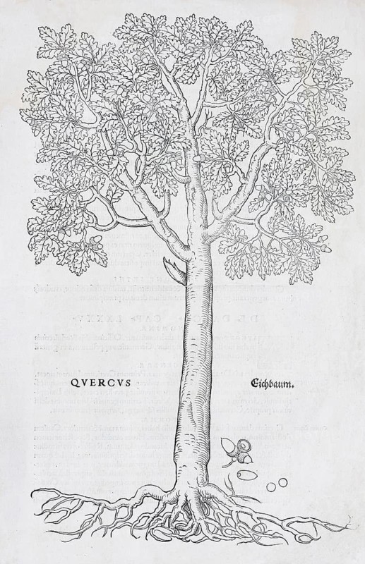 Oak