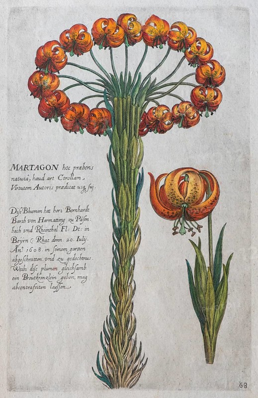Martagon lily