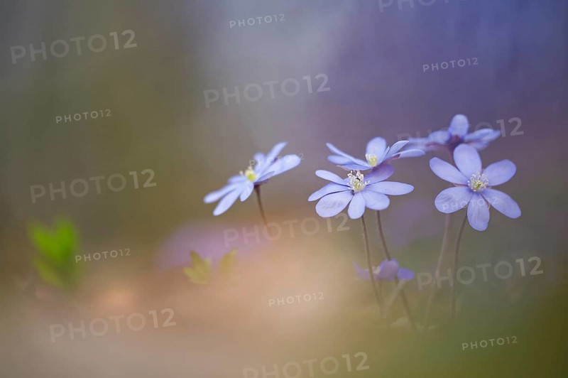 Liverwort