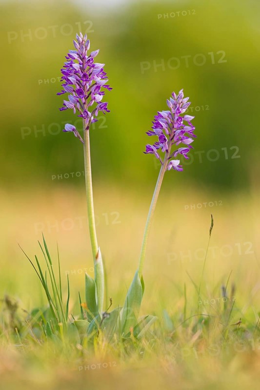 Military orchid