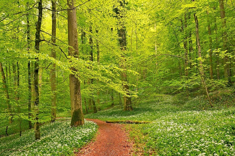 Hiking trail through Common beeches forest