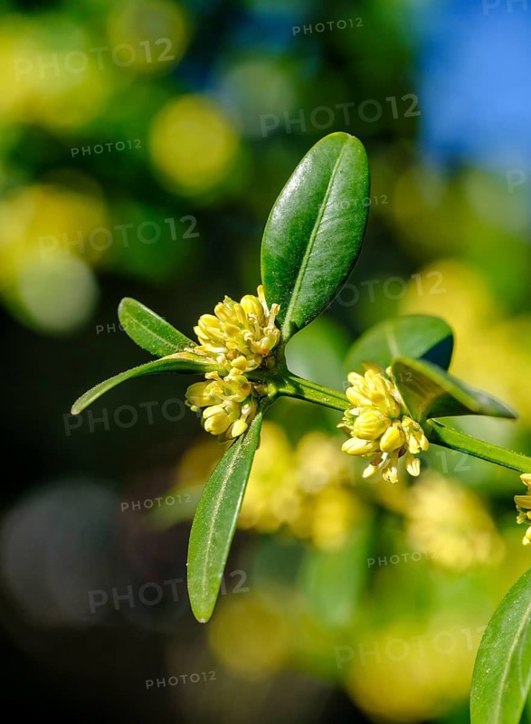Flowers and leaves of Common box