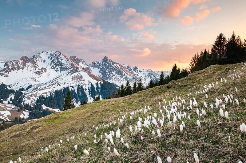 Blossoming crocus meadow near Gurnigelpass