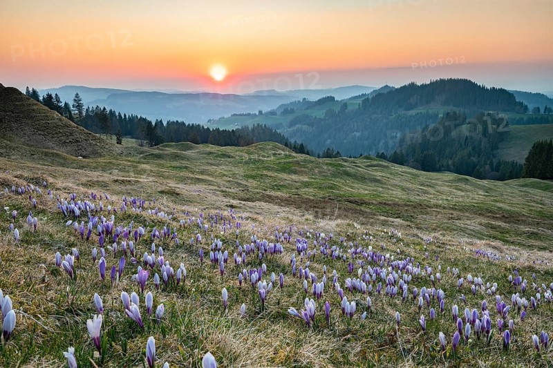 Meadow with flowering purple Crocus