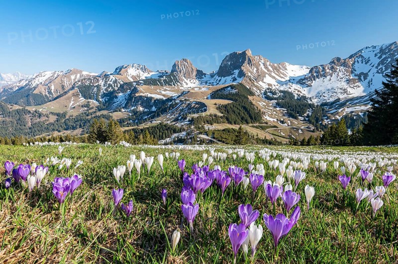 Blossoming crocus meadow near Gurnigelpass