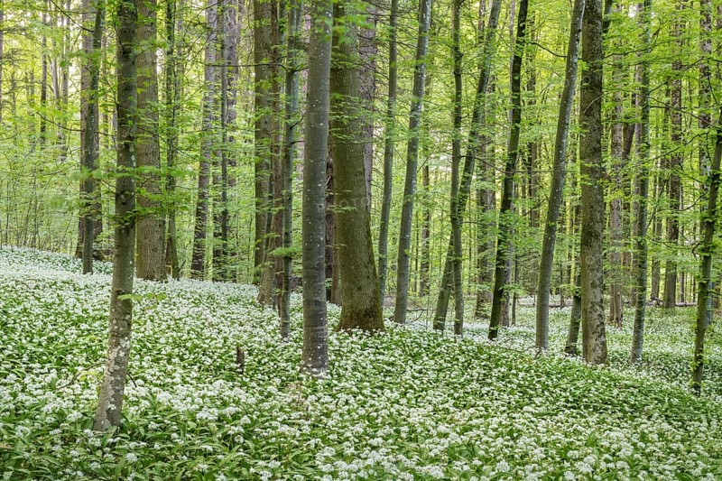 Flowering Ramsons