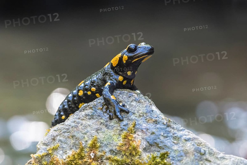 Fire salamander