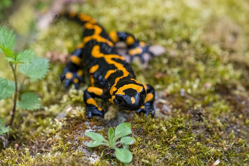 Fire salamander