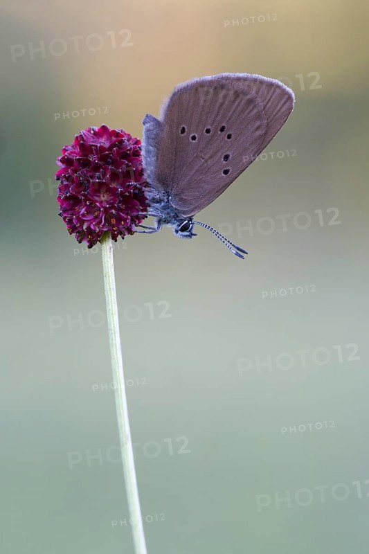 Dusky large blue