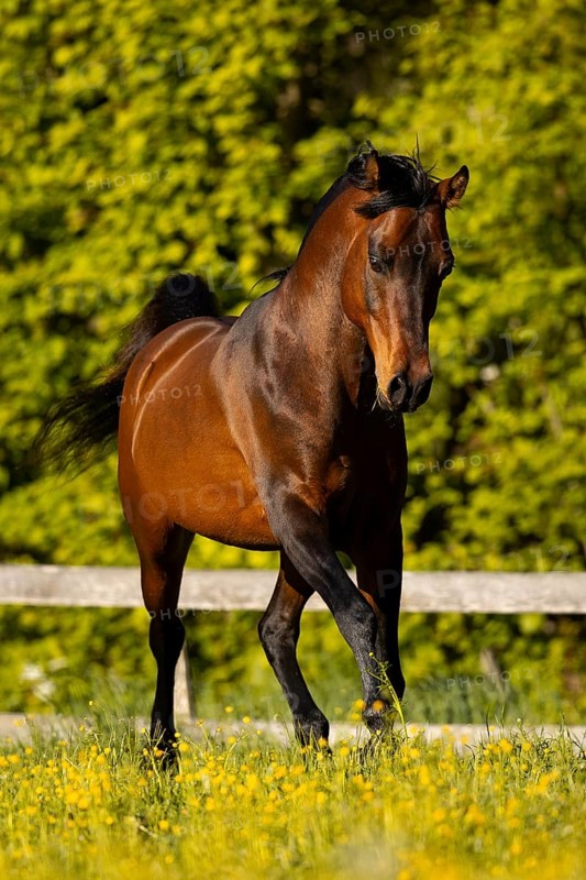 Brown thoroughbred Arabian stallion on the pasture in spring