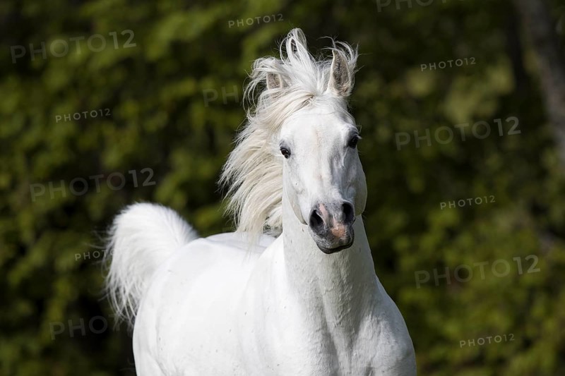Thoroughbred Arabian grey stallion portrait