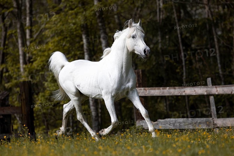 Thoroughbred Arabian grey stallion in spring on the pasture