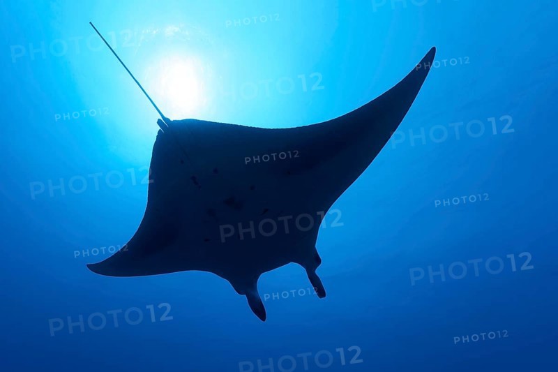 Reef manta ray
