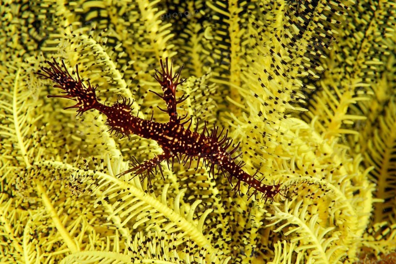 Ornate ghost pipefish