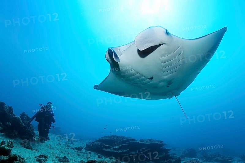Diver observes reef manta ray
